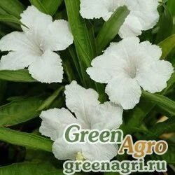 Семена Руэлия Бриттона (Ruellia brittoniana) "Southern Star" (white) raw 100 шт.
