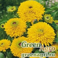 Семена Рудбекия волосистая (Rudbeckia hirta) "Maya" (yellow) coated 1000 шт.