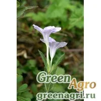 Семена Руэлия приземистая (Ruellia humilis) гр 0.2 гр.