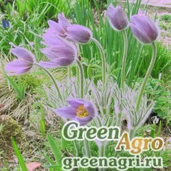 Семена Прострел обыкновенный готландский (Pulsatilla vulgaris ssp.gotlandica) гр 1.5 гр.