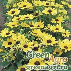 Семена Рудбекия волосистая (Rudbeckia hirta) "Toto" (lemon) coated 1000 шт.