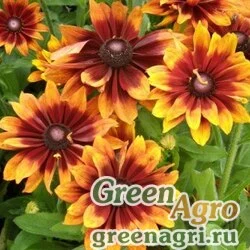 Семена Рудбекия волосистая (Rudbeckia hirta) "Autumn Colors" (yellow with red back) coated 1000 шт.