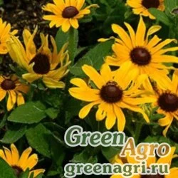 Семена Рудбекия волосистая (Rudbeckia hirta) "Corona" (golden yellow) coated 1000 шт.