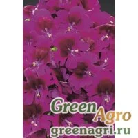 Семена Схизантус визетонский (Schizanthus x wisetonensis) "Atlantis F1" (pure deep rose) raw 1000 шт.