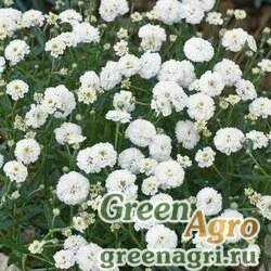 Семена Тысячелистник птармика (Achillea ptarmica) "Noblessa" (white) primed 1000 шт.