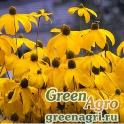 Семена Рудбекия блестящая (Rudbeckia nitida) 10 гр.