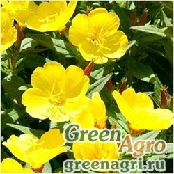 Семена Энотера Ламарка (Oenothera lamarckiana) 150 гр.
