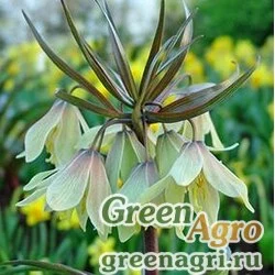 Семена Рябчик Радде (Fritillaria raddeana) гр 2 гр.
