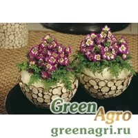 Семена Схизантус визетонский (Schizanthus x wisetonensis) "Atlantis F1" (lilac bicolor) raw 1000 шт.
