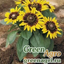 Семена Рудбекия волосистая (Rudbeckia hirta) "Sonora" (yellow with mahogany) coated 1000 шт.