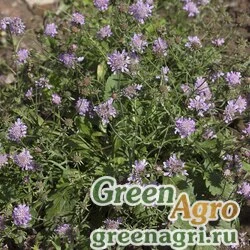 Скабиоза японская разн. альпийская (Scabiosa japonica) "Ritz" (blue) raw 100 шт.