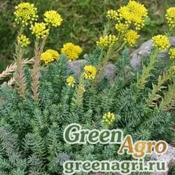 Семена Седум отогнутый (Sedum reflexum) 1 гр.
