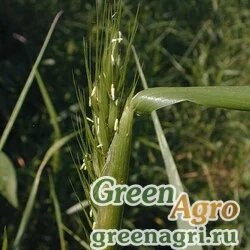 Семена Пырейник виргинский (Elymus virginicus) 30 гр.