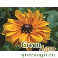 Семена Рудбекия волосистая (Rudbeckia hirta) "Tiger Eye F1" (gold) raw 1000 шт.
