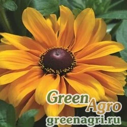 Семена Рудбекия волосистая (Rudbeckia hirta) "Tiger Eye F1" (gold) raw 1000 шт.