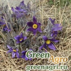 Семена Прострел Турчанинова (Pulsatilla turchaninovii) гр 6 гр.