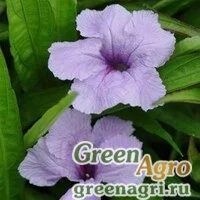 Семена Руэлия Бриттона (Ruellia brittoniana) "Southern Star" (blue) raw 100 шт.