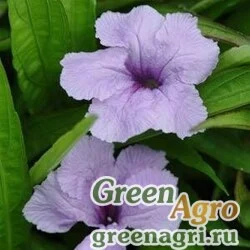 Семена Руэлия Бриттона (Ruellia brittoniana) "Southern Star" (blue) raw 100 шт.