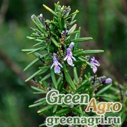 Семена Розмарин лекарственный (Rosmarinus officinalis) 2 гр.