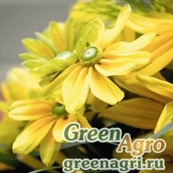 Семена Рудбекия волосистая (Rudbeckia hirta) "Prairie Sun" (light yellow with golden) coated 1000 шт.