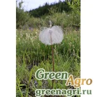 Семена Прострел даурский (Pulsatilla dahurica) 3.5 гр.