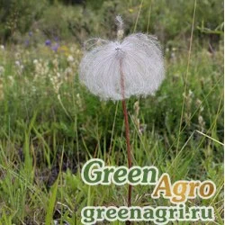 Семена Прострел даурский (Pulsatilla dahurica) 3.5 гр.