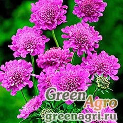 Семена Скабиоза японская (Scabiosa japonica) "Pink Diamonds" (pink) raw 1000 шт.