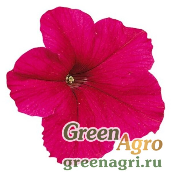 Петуния Фалкон дип Роуз