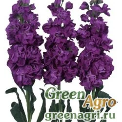 Семена Маттиола Айрон Парпл 250шт