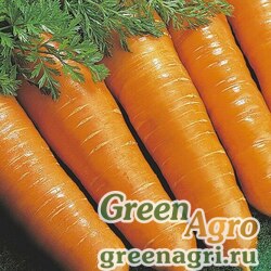 Семена Морковь Витаминная 6 (фракция 1,6 мм-1,8 мм)  (упак-50 гр.)
