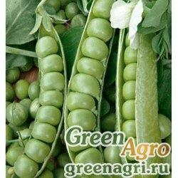 Семена Горох овощной Глориоза кг (продается на вес)