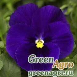 Семена Виола Виттрока (Viola wittrockiana) "Delta F1" (deep blue) raw Нов. 1000 шт.