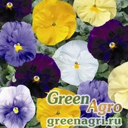 Семена Виола Виттрока (Viola wittrockiana) "Delta F1" (pure colours mix) raw 1000 шт.