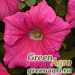 Семена Петуния грандифлора Суперкаскад Пинк 1000шт Семена Петуния грандифлора Суперкаскад Пинк 1000шт