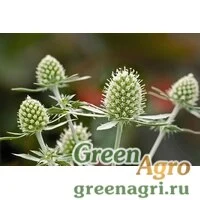 Семена Синеголовник плосколистный (Eryngium planum) "Glitter" (white) raw 1000 шт.