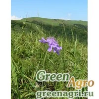 Семена Скабиоза шерстистолистная (Scabiosa lachnophylla) 3 гр.