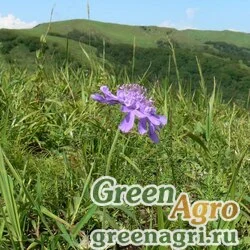 Семена Скабиоза шерстистолистная (Scabiosa lachnophylla) 3 гр.