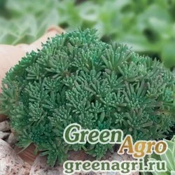 Семена Седум краснеющий (Sedum rubens) "Lizard" (green) raw 1000 шт.
