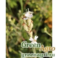 Семена Смолевка ползучая (Silene repens) 2 гр.