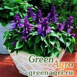 Семена Сальвия блестящая (Salvia splendens) "Picante" (light purple) raw Произв. 1000 шт.