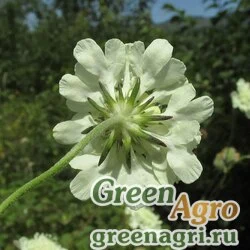 Семена Скабиоза бледно-желтая (Scabiosa ochroleuca) 4 гр.