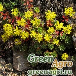Семена Седум гибридный (Sedum hybridum) 4 гр.