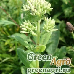 Семена Седум бледнеющий (Sedum pallescens) 2.5 гр.