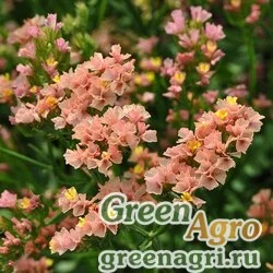 Семена Статица (Лимониум) выемчатая (Limonium sinuatum) "Qis" (apricot) raw 1000 шт.