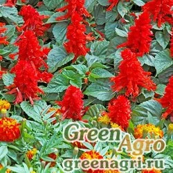 Семена Сальвия блестящая (Salvia splendens) "Scarlet Piccolo" (scarlet) 10 гр.