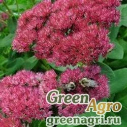 Семена Седум невии (Sedum nevii) "Sea Star" (pink) raw 1000 шт.