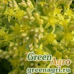 Семена Седум мутовчатый (Sedum verticillatum) 1.5 гр.