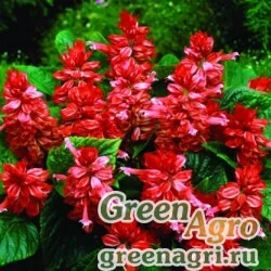 Семена Сальвия блестящая (Salvia splendens) "Pharaoh" (red) raw 1000 шт.