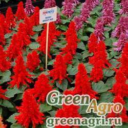 Семена Сальвия блестящая (Salvia splendens) "Reddy" (bright red) raw 1000 шт.