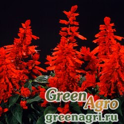 Семена Сальвия блестящая (Salvia splendens) "Carabiniere" (red) raw 1000 шт.